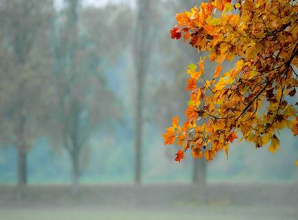 Une image contenant plein air, brouillard, feuillu, automne  Description générée automatiquement